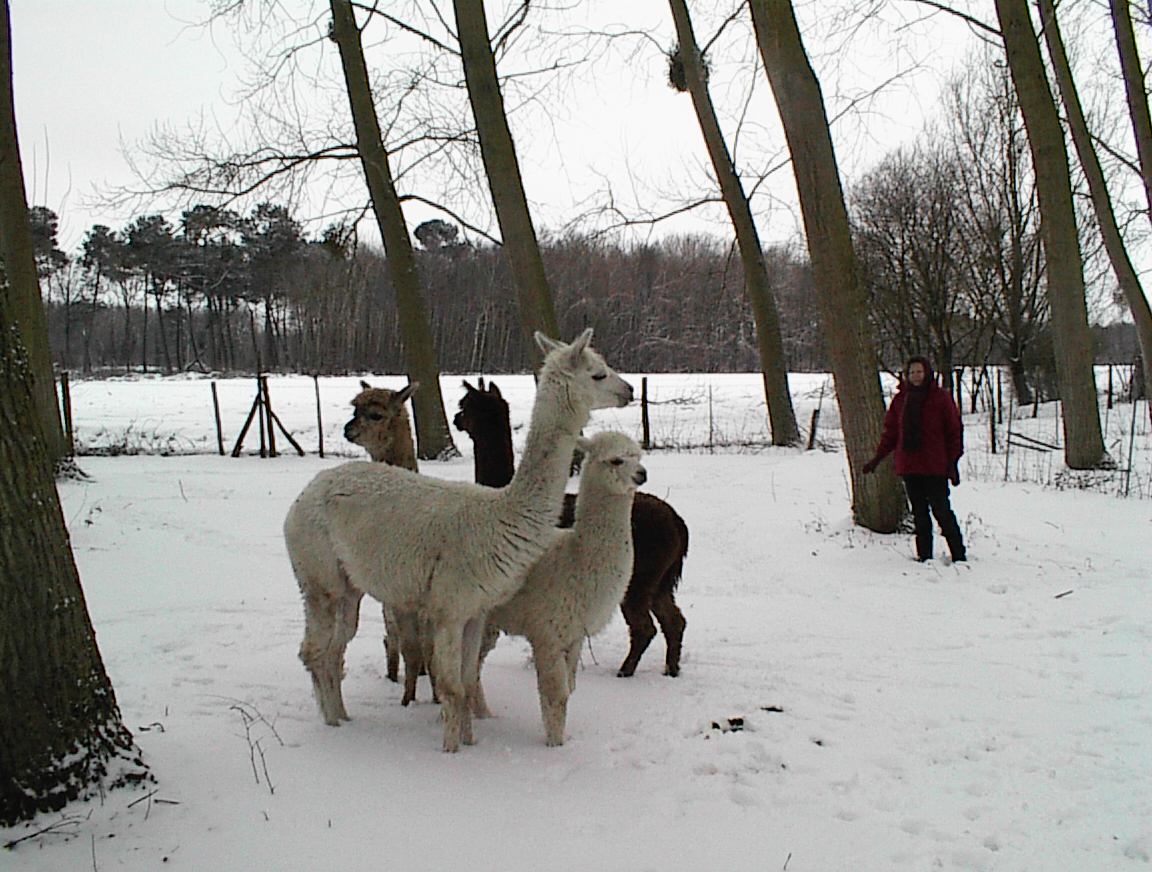 alpagas à la neige