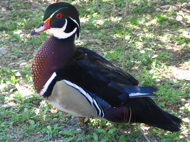 Canard Carolin