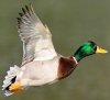 canard colvert