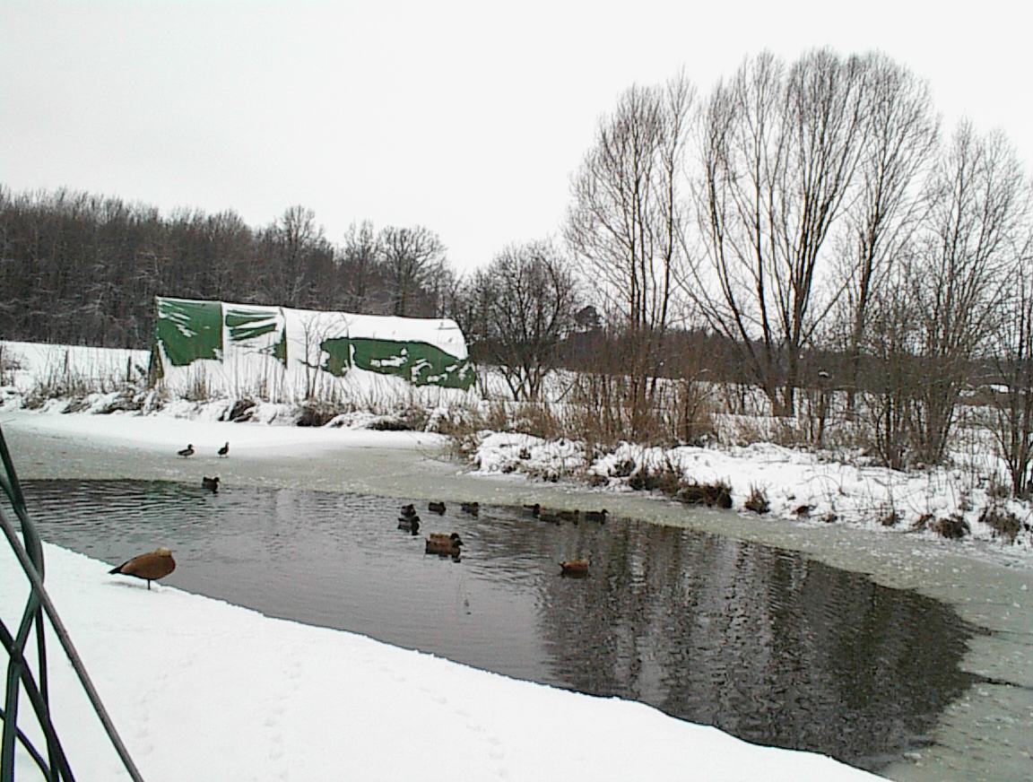 canards enneigés