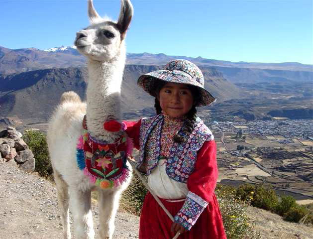 lama en promenade