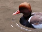 NETTE ROUSSE