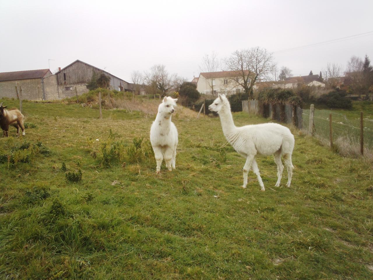 Pablo et Couna 20032016