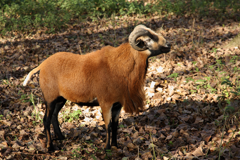 PAPA MOUFLON