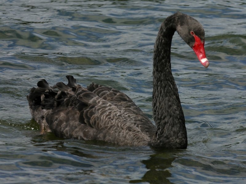 cygne noir