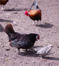 poules et paons