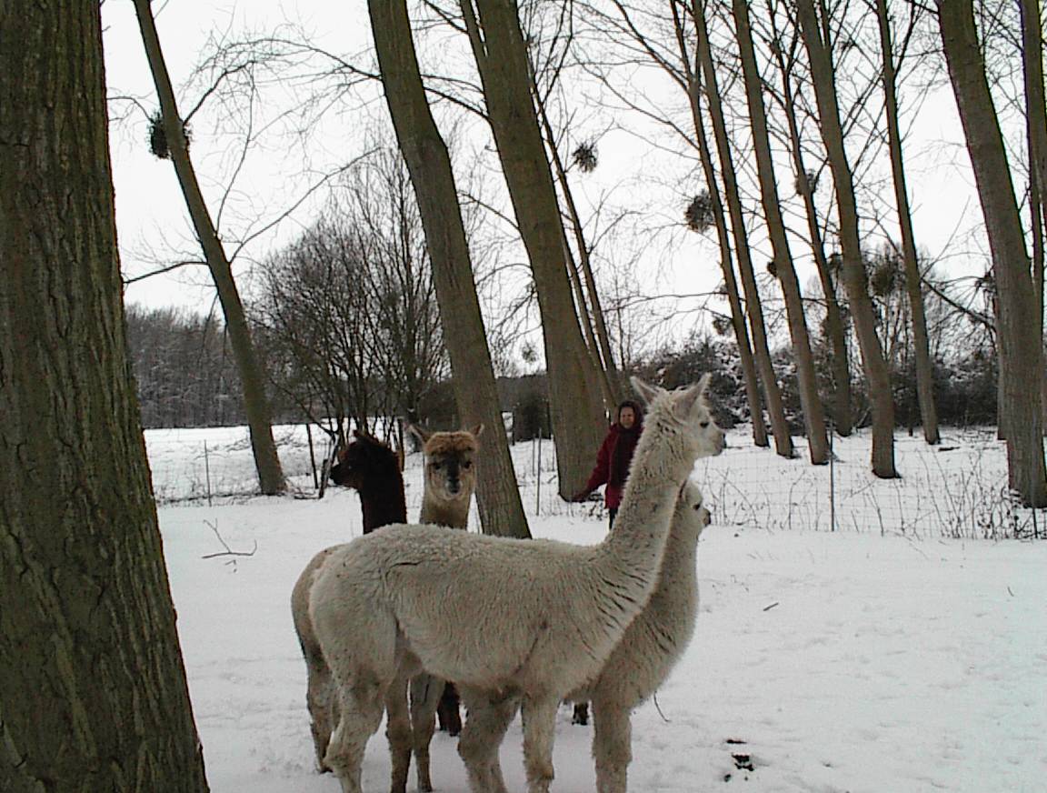 que de neige !