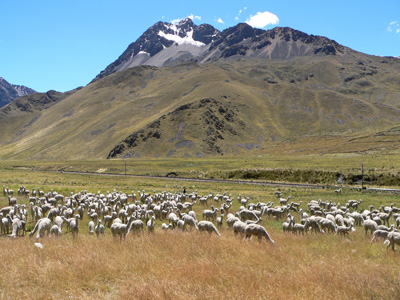 troupeau en montagne