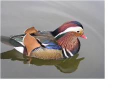 canard-mandarin.jpg