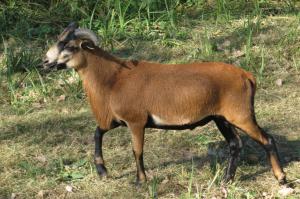 mouflon.jpg